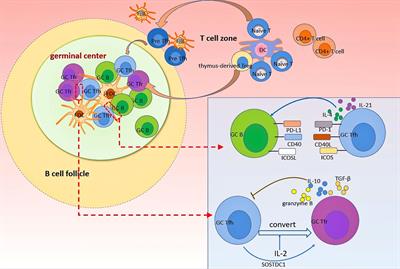 Frontiers of Autoantibodies in Autoimmune Disorders: Crosstalk Between Tfh/Tfr and Regulatory B Cells